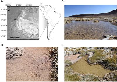 Virus-to-prokaryote ratio in the Salar de Huasco and different ecosystems of the Southern hemisphere and its relationship with physicochemical and biological parameters